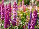 The street-view secret: Why your garden needs these 5 tall summer perennials