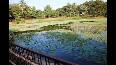 Buried drain, choked lake: Sadhankeri’s hidden lifeline found after 20 yrs
