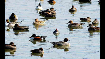 Experts flag habitat loss behind fall in migratory bird population