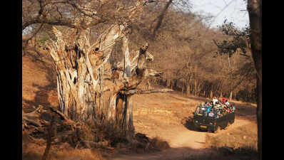 Recovery Landscapes: Rajasthan’s New Wild Identity