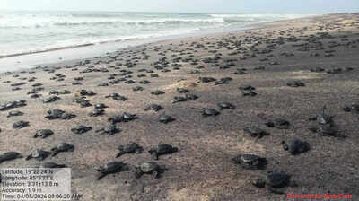 IISc, Bengaluru NGO to conduct a study on sex ratio of new Olive Ridley hatchlings