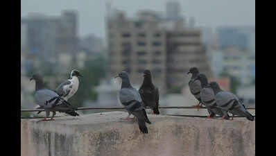High airfares fail to ground Gujarat's travel enthusiasm