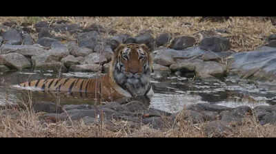 Gorewada zoo beats the heat with coolers, fogger systems and water holes for big cats