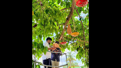 Bhubaneswar civic body installs 150 artificial nests for birds amidst summer heat