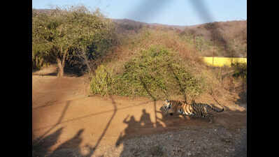 Sariska pushes village relocation to Jaipur, Dausa to expand tiger territory