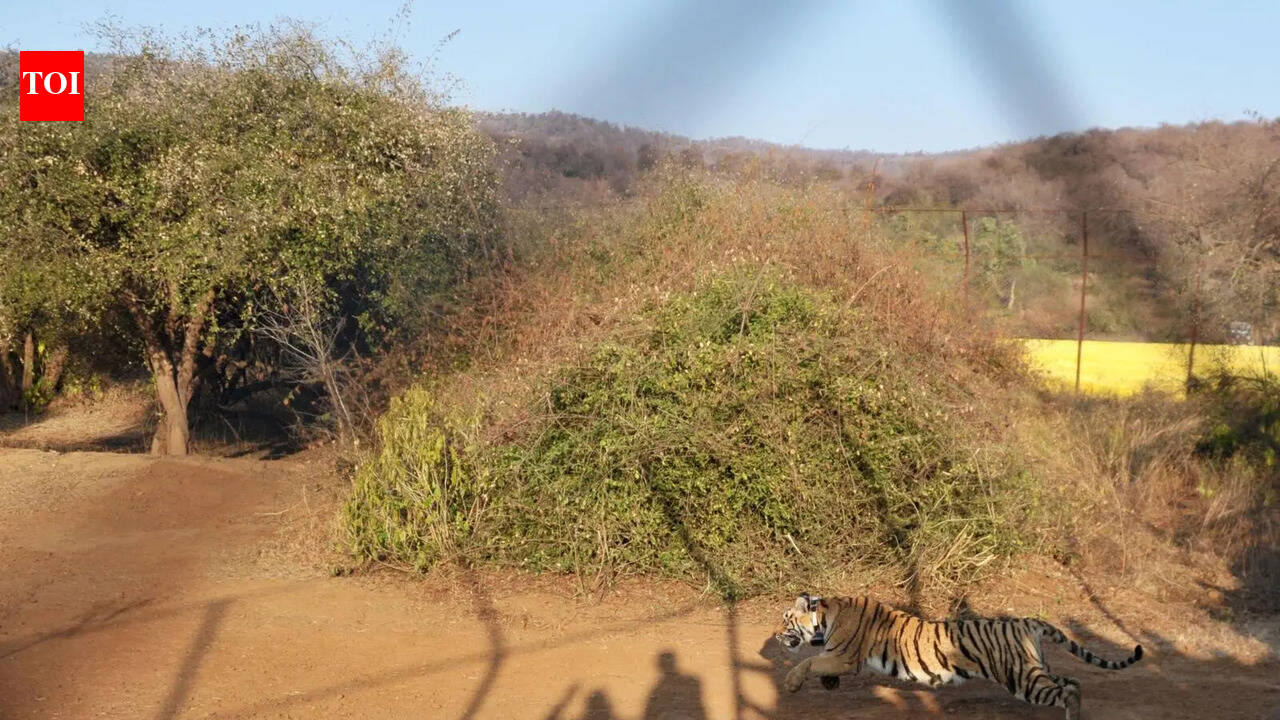 Sariska pushes village relocation to Jaipur, Dausa to expand tiger territory