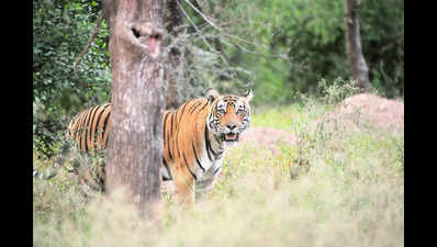Sariska pushes village relocation to Jaipur, Dausa to expand tiger territory
