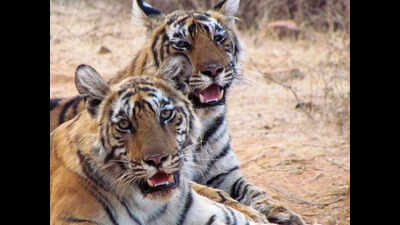 Sariska pushes village relocation to Jaipur, Dausa to expand tiger territory