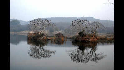 Sariska pushes village relocation to Jaipur, Dausa to expand tiger territory