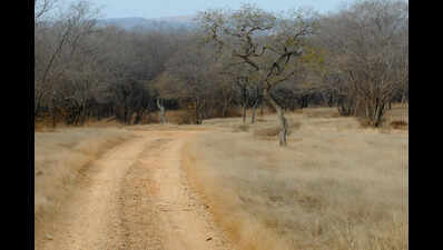 Sariska pushes village relocation to Jaipur, Dausa to expand tiger territory