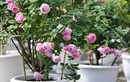 How to grow Hibiscus flowers throughout the year