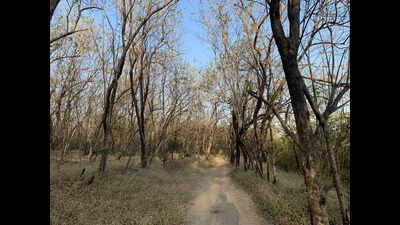 Experts & residents urge caution over Miyawaki plantation plan on Vetal Tekdi