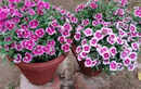 How to grow carnation flowers in India? Simple gardening tips