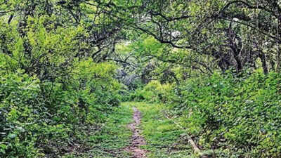 32 years on, Central Ridge gets 'reserved forest' tag