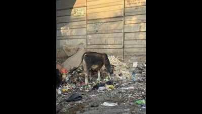 Swachh drive nets Rs 1 crore as MCG steps up sanitation enforcement