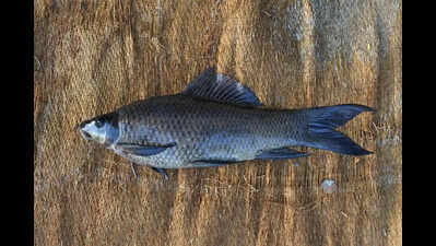 Meet the ‘crow fish’: New dark freshwater species discovered in Karnataka’s Cauvery basin