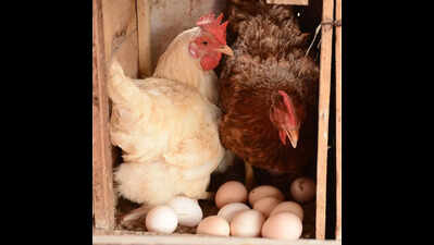 Navapur’s egg bowl cracks: Avian flu, credit crunch shrink poultry hub