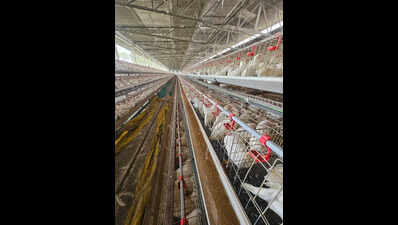 Navapur’s egg bowl cracks: Avian flu, credit crunch shrink poultry hub