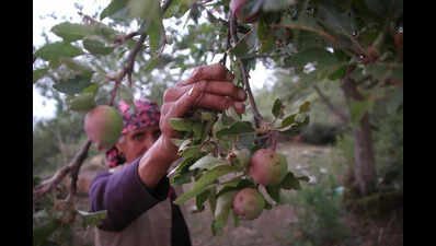 HP apple growers stare at 70% crop loss due to harsh weather