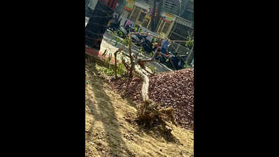 Parks shut, trees uprooted: Locals flag green neglect at Ghaziabad township