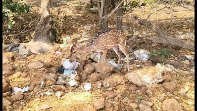 Deer in Perungalathur reserve forest scavenge dumped waste