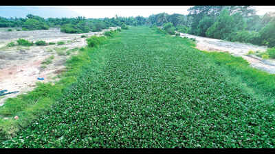 Locals worry over wild growth of water hyacinth in Sal river