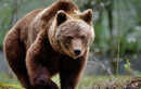 What to do if you encounter a bear in the wild: The most common mistakes people make during a bear encounter