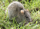 The hidden risk of vacuuming rodent droppings at the cottage