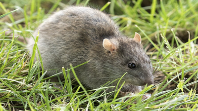 The hidden risk of vacuuming rodent droppings at the cottage