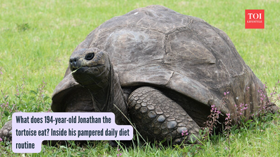 What does 194-year-old Jonathan the tortoise eat? Inside his pampered daily diet routine