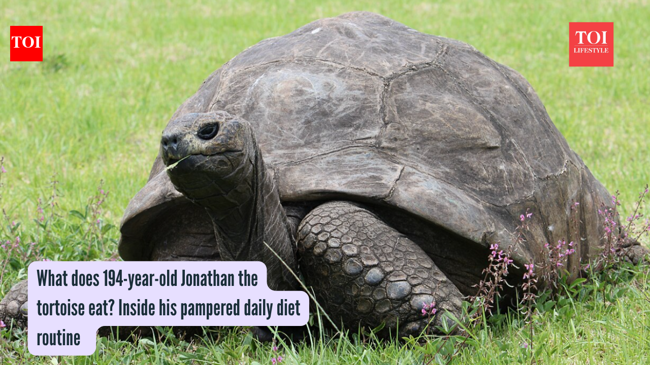 What does 194-year-old Jonathan the tortoise eat? Inside his pampered daily diet routine