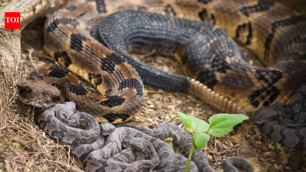 7 fascinating snakes that give birth to live young instead of laying eggs