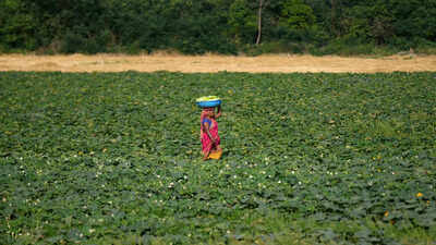 India should resist EU, US pressure on data exclusivity in farm-chemicals: GTRI flags