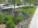 The secret to a rain garden that looks like a designer bed, not a swamp