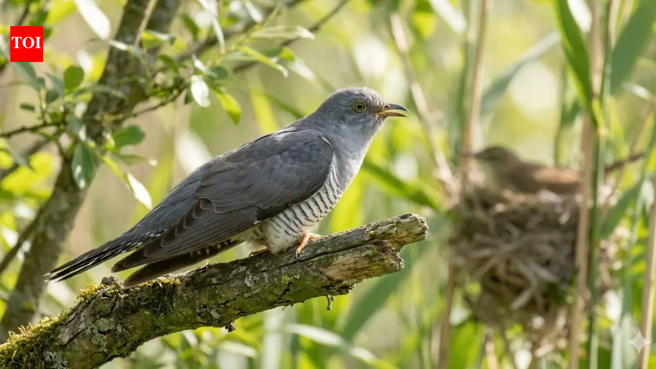 Why some birds never raise their own chicks: Inside the strange world of ‘brood parasitism’