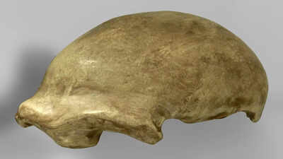 In 1856, a group of quarrymen in Germany tossed aside a few 'deformed' bones and accidentally discovered Neanderthal 1