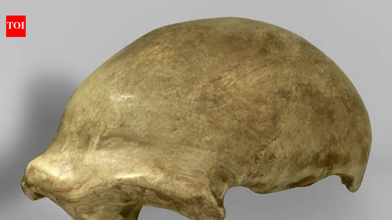 In 1856, a group of quarrymen in Germany tossed aside a few 'deformed' bones and accidentally discovered Neanderthal 1