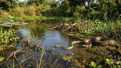 6 most snake-filled places around Ontario's waters