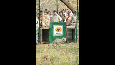 CM Yadav releases two more cheetahs in Kuno, total no. in India now at 57