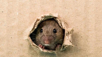 Clean backyard for rats and rodents with these easy hacks