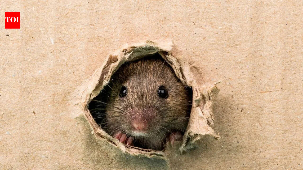 Clean backyard for rats and rodents with these easy hacks