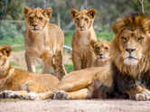 7 shocking facts about lions that prove they are far more dangerous than most people think
