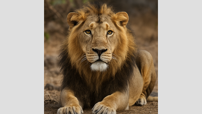 Asiatic lion in Mumbai's Sanjay Gandhi National Park in ill health
