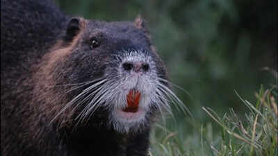 How orange-toothed invasive nutria rodents are destroying California wetlands