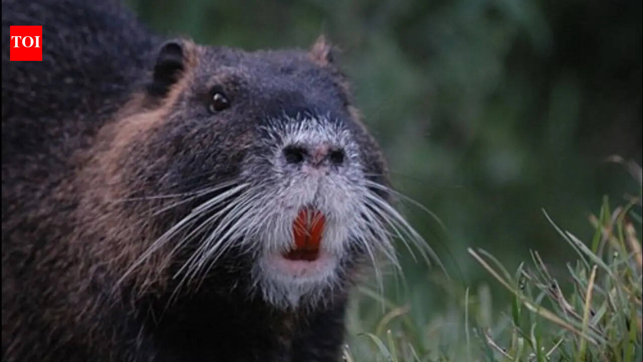 How orange-toothed invasive nutria rodents are destroying California wetlands