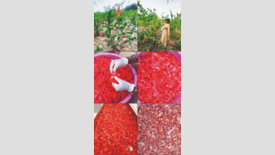 Four-Acre Hibiscus Farm Hopes To Revolutionize Tamil Nadu's Herbal Tea Market