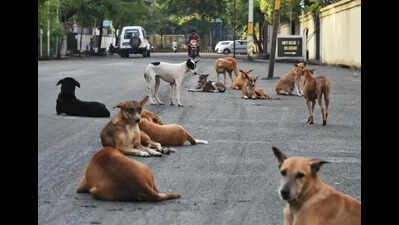 3-year-old girl injured in stray dog attack