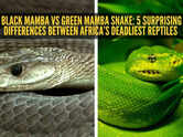 Black mamba vs green mamba snake: 5 surprising differences between Africa&rsquo;s deadliest reptiles