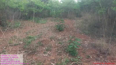Forest department faces probe over plantation funds