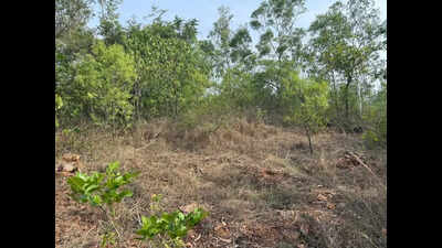 Forest department faces probe over plantation funds